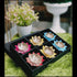 Brass Decorative Deepak Pack Of 6 Pcs 0.025Kg